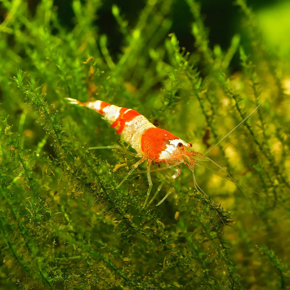 Reservoirs & Refugiums | CoralVue.com